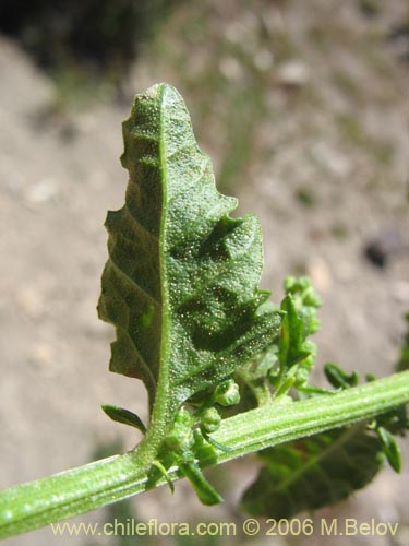 Bild von Chenopodium ambrosioides (Paico / Pichan / Pichen). Klicken Sie, um den Ausschnitt zu vergrössern.