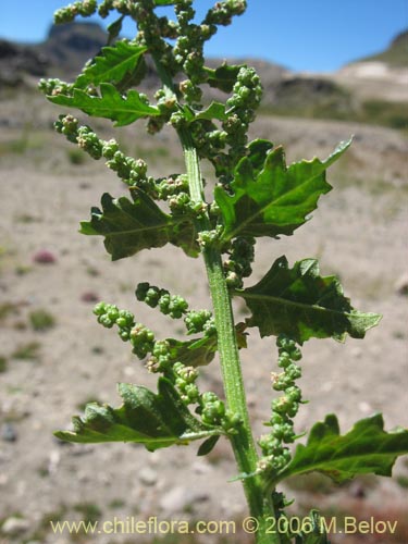 Bild von Chenopodium ambrosioides (Paico / Pichan / Pichen). Klicken Sie, um den Ausschnitt zu vergrössern.