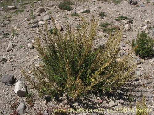 Image of Chenopodium ambrosioides (Paico / Pichan / Pichen). Click to enlarge parts of image.