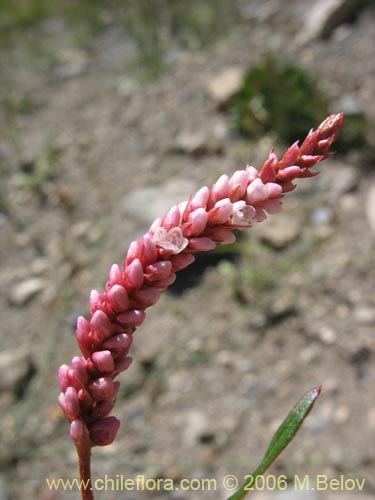 Image of Polygonum sp.   #1573 (). Click to enlarge parts of image.