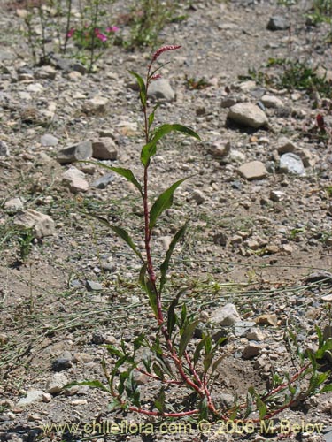 Polygonum sp. #1573の写真