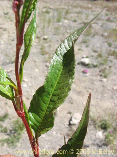 Polygonum sp. #1573의 사진