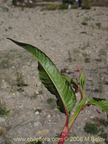 Polygonum sp. #1573の写真