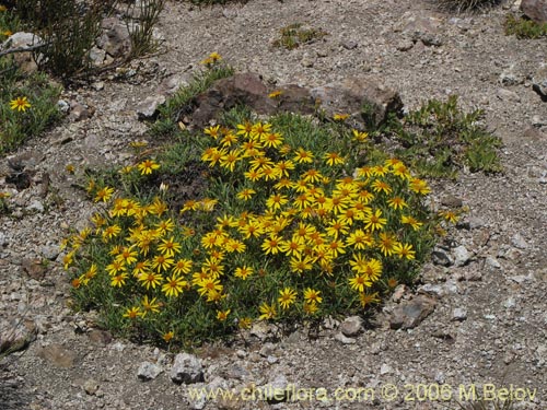 Bild von Haplopappus sp. #7322 (). Klicken Sie, um den Ausschnitt zu vergrössern.