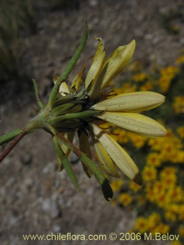 Image of Haplopappus sp. #7322 (). Click to enlarge parts of image.