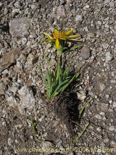 Imágen de Haplopappus sp. #7322 (). Haga un clic para aumentar parte de imágen.