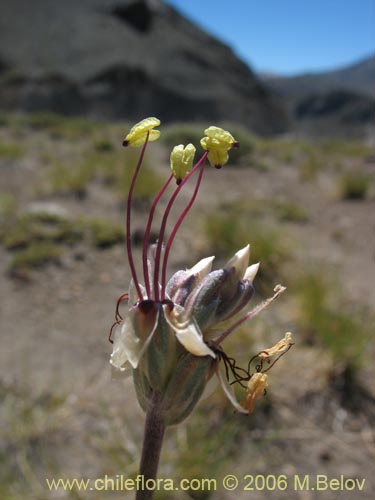 Bild von Armeria maritima (Armeria). Klicken Sie, um den Ausschnitt zu vergrössern.