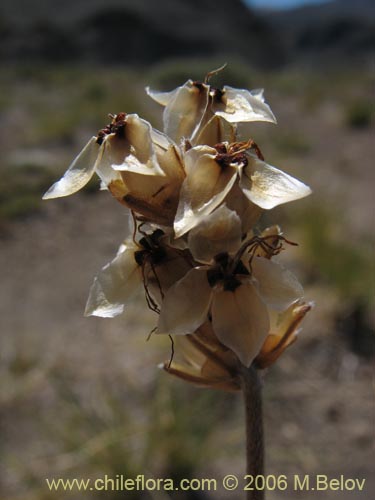 Фотография Armeria maritima (Armeria). Щелкните, чтобы увеличить вырез.