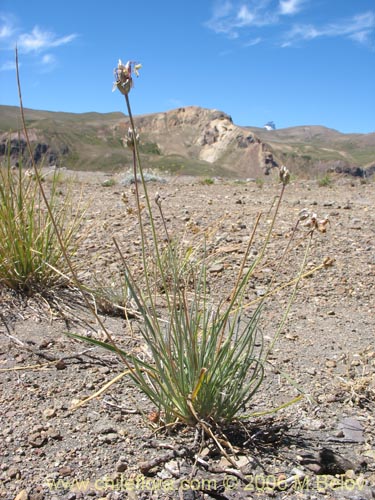 Armeria maritima의 사진