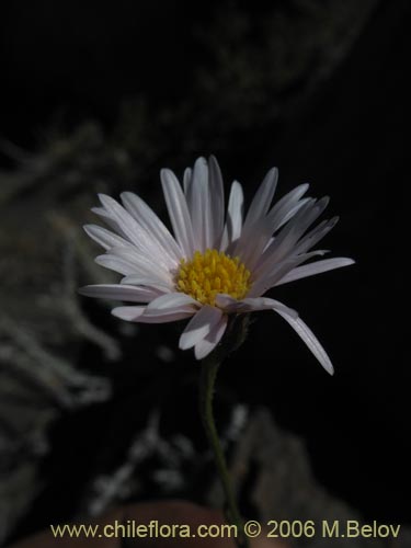 Image of Aster squamatus (). Click to enlarge parts of image.