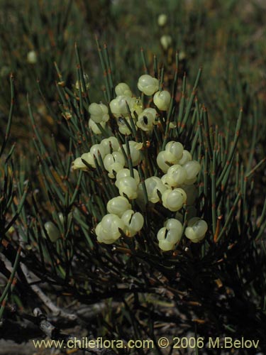 Imágen de Ephedra chilensis (Pingo-pingo / Transmontana / Solupe). Haga un clic para aumentar parte de imágen.