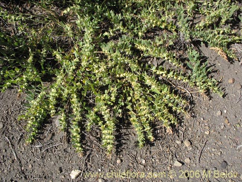 Imágen de Melosperma andicola (). Haga un clic para aumentar parte de imágen.