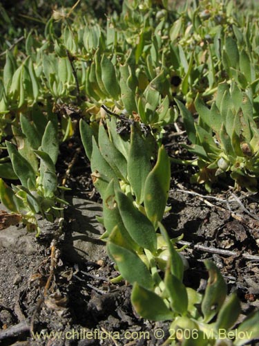 Imágen de Melosperma andicola (). Haga un clic para aumentar parte de imágen.