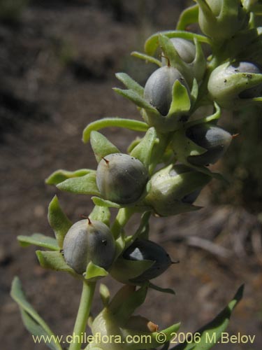 Фотография Melosperma andicola (). Щелкните, чтобы увеличить вырез.