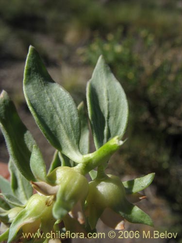 Imágen de Melosperma andicola (). Haga un clic para aumentar parte de imágen.