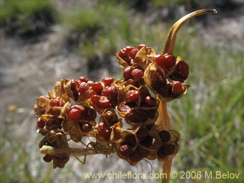 Sisyrinchium junceum ssp. junceum의 사진