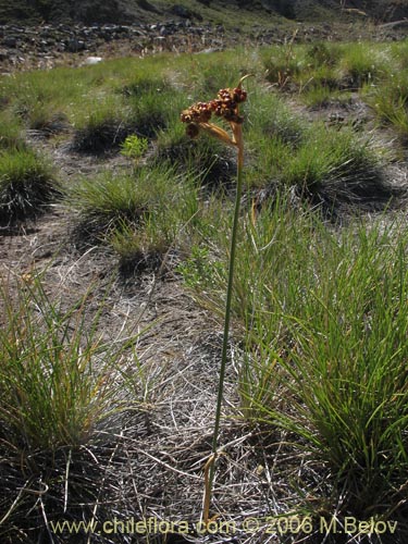 Image of Sisyrinchium junceum ssp. junceum (Huilmo rosado). Click to enlarge parts of image.