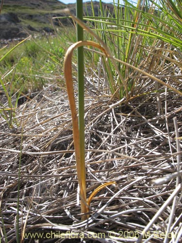 Imágen de Sisyrinchium junceum ssp. junceum (Huilmo rosado). Haga un clic para aumentar parte de imágen.