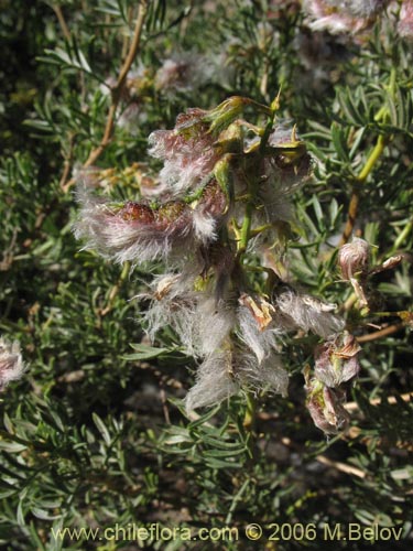 Bild von Adesmia sp. #1490 (). Klicken Sie, um den Ausschnitt zu vergrössern.