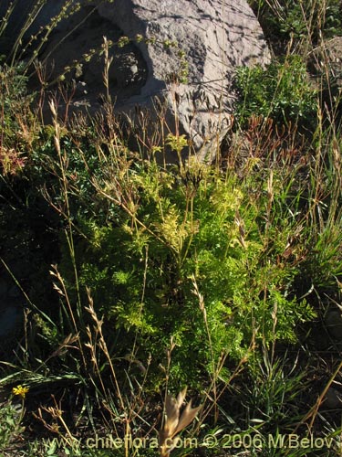 Imágen de Osmorhiza chilensis (Perejil del monte / Anís del cerro). Haga un clic para aumentar parte de imágen.