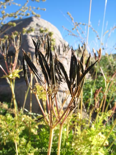 Image of Osmorhiza chilensis (Perejil del monte / Anís del cerro). Click to enlarge parts of image.