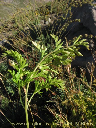 Image of Osmorhiza chilensis (Perejil del monte / Ans del cerro). Click to enlarge parts of image.