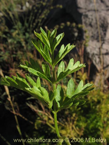 Imágen de Osmorhiza chilensis (Perejil del monte / Anís del cerro). Haga un clic para aumentar parte de imágen.