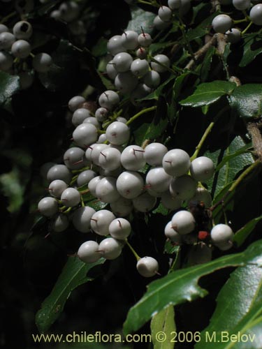 Image of Azara serrata (Corcolén). Click to enlarge parts of image.