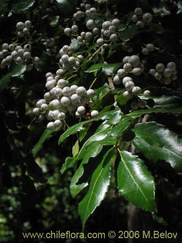 Фотография Azara serrata (Corcolén). Щелкните, чтобы увеличить вырез.