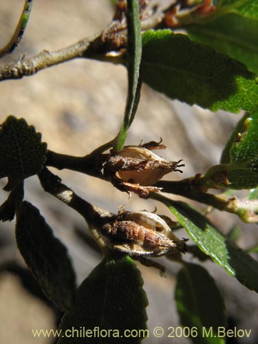 Nothofagus dombeyi의 사진