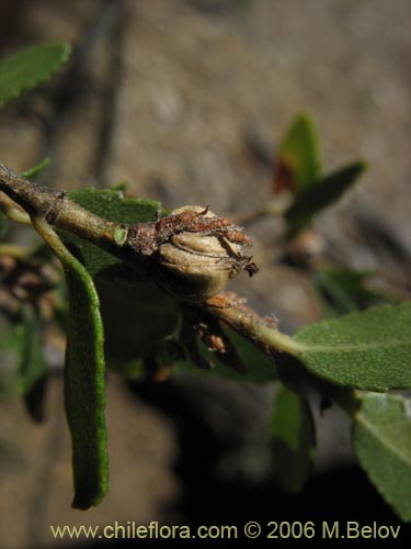 Bild von Nothofagus dombeyi (Coihue / Coigüe). Klicken Sie, um den Ausschnitt zu vergrössern.