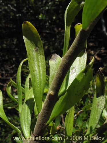 Image of Misodendrum oblongifolium (). Click to enlarge parts of image.