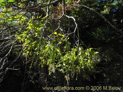 Image of Misodendrum oblongifolium (). Click to enlarge parts of image.