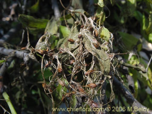 Bild von Misodendrum oblongifolium (). Klicken Sie, um den Ausschnitt zu vergrössern.