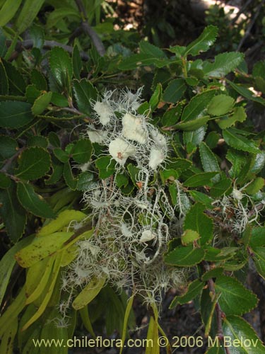 Bild von Misodendrum oblongifolium (). Klicken Sie, um den Ausschnitt zu vergrössern.