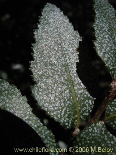 Фотография Nothofagus dombeyi (Coihue / Coigüe). Щелкните, чтобы увеличить вырез.