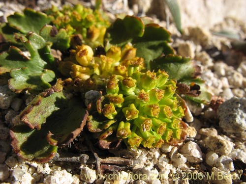 Image of Azorella incisa (). Click to enlarge parts of image.