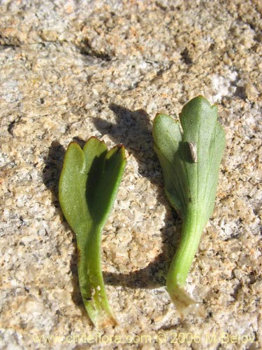 Azorella incisa的照片