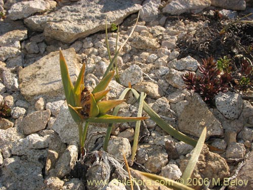 Фотография Olsynium frigidum (chamelo). Щелкните, чтобы увеличить вырез.