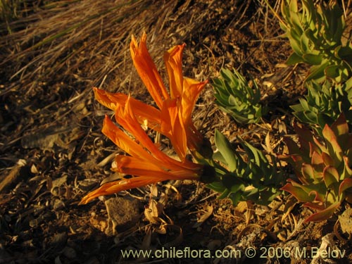 Image of Alstroemeria pseudospatulata (Repollito amarillo). Click to enlarge parts of image.