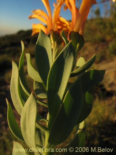 Bild von Alstroemeria pseudospatulata (Repollito amarillo). Klicken Sie, um den Ausschnitt zu vergrössern.