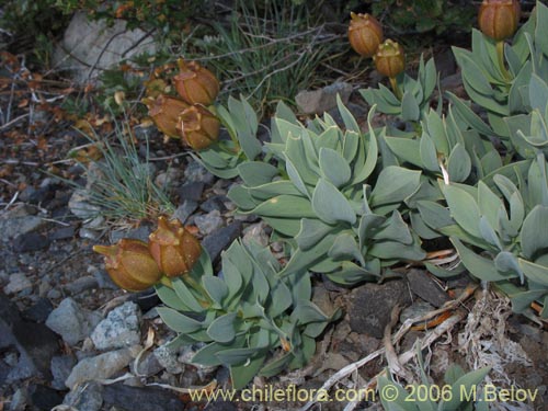 Image of Alstroemeria pseudospatulata (Repollito amarillo). Click to enlarge parts of image.