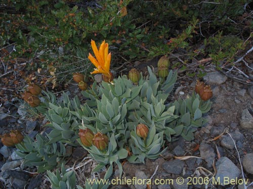 Alstroemeria pseudospatulata의 사진