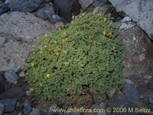 Oxalis sp. #1491の写真