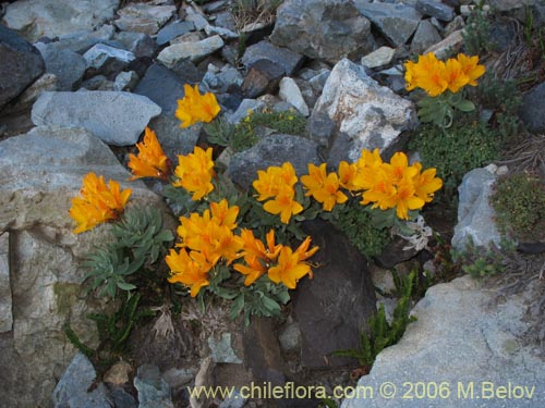 Bild von Alstroemeria pseudospatulata (Repollito amarillo). Klicken Sie, um den Ausschnitt zu vergrössern.