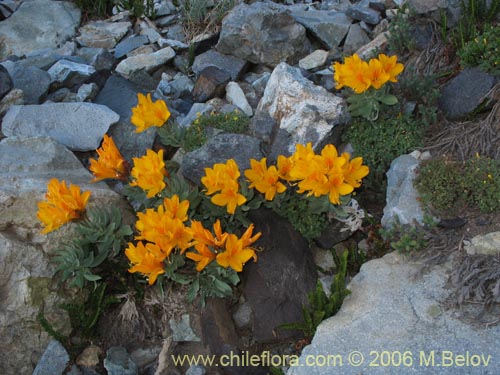 Image of Alstroemeria pseudospatulata (Repollito amarillo). Click to enlarge parts of image.