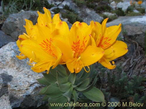 Imágen de Alstroemeria pseudospatulata (Repollito amarillo). Haga un clic para aumentar parte de imágen.