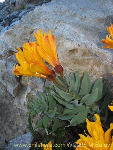 Bild von Alstroemeria pseudospatulata (Repollito amarillo). Klicken Sie, um den Ausschnitt zu vergrössern.