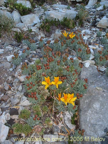 Image of Alstroemeria pseudospatulata (Repollito amarillo). Click to enlarge parts of image.