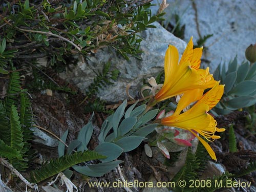 Alstroemeria pseudospatulata의 사진